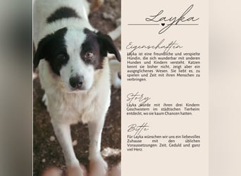 LAYKA - freundliche Hündin sucht ein Zuhause LAYKA - freundliche Hündin sucht ein Zuhause