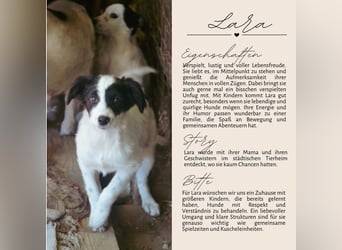 LARA - ein Wirbelwind sucht Familie LARA - ein Wirbelwind sucht Familie