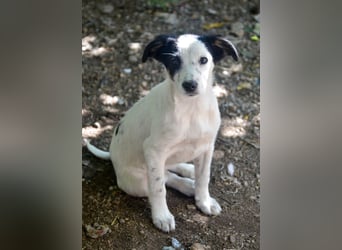LIMA - fröhliche Zaubermaus sucht Familie LIMA - fröhliche Zaubermaus sucht Familie