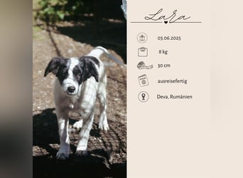 LARA - ein Wirbelwind sucht Familie LARA - ein Wirbelwind sucht Familie