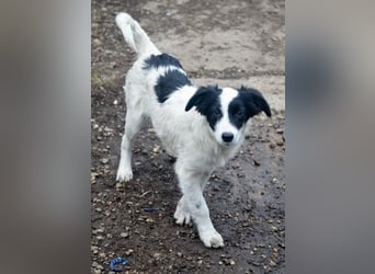 LARA - ein Wirbelwind sucht Familie LARA - ein Wirbelwind sucht Familie