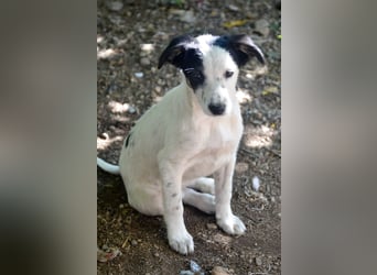 LIMA - fröhliche Zaubermaus sucht Familie LIMA - fröhliche Zaubermaus sucht Familie