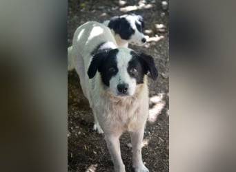 LAYKA - freundliche Hündin sucht ein Zuhause LAYKA - freundliche Hündin sucht ein Zuhause