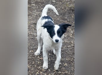 LARA - ein Wirbelwind sucht Familie LARA - ein Wirbelwind sucht Familie