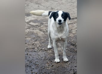 LAYKA - freundliche Hündin sucht ein Zuhause LAYKA - freundliche Hündin sucht ein Zuhause
