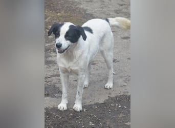 LAYKA - freundliche Hündin sucht ein Zuhause LAYKA - freundliche Hündin sucht ein Zuhause