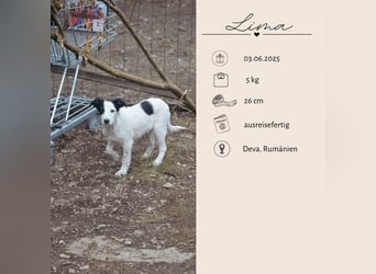 LIMA - fröhliche Zaubermaus sucht Familie LIMA - fröhliche Zaubermaus sucht Familie