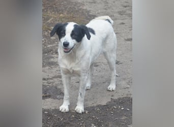 LAYKA - freundliche Hündin sucht ein Zuhause LAYKA - freundliche Hündin sucht ein Zuhause