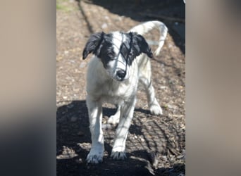 LARA - ein Wirbelwind sucht Familie LARA - ein Wirbelwind sucht Familie