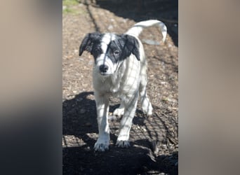 LARA - ein Wirbelwind sucht Familie LARA - ein Wirbelwind sucht Familie