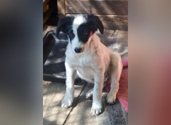 LARA - ein Wirbelwind sucht Familie LARA - ein Wirbelwind sucht Familie