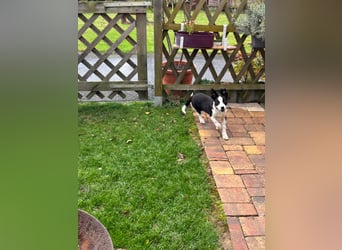 ❤️Fido, kleiner Border-Mix 7 Mon., mit großem Herzen sucht seine Familie! ❤️Fido, kleiner Border-Mix 7 Mon., mit großem Herzen sucht seine Familie!