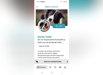 ❤️Fido, kleiner Border-Mix 7 Mon., mit großem Herzen sucht seine Familie! ❤️Fido, kleiner Border-Mix 7 Mon., mit großem Herzen sucht seine Familie!