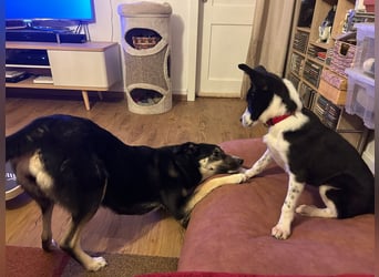 ❤️Fido, kleiner Border-Mix 7 Mon., mit großem Herzen sucht seine Familie! ❤️Fido, kleiner Border-Mix 7 Mon., mit großem Herzen sucht seine Familie!