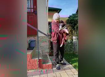 ❤️Fido, kleiner Border-Mix 7 Mon., mit großem Herzen sucht seine Familie! ❤️Fido, kleiner Border-Mix 7 Mon., mit großem Herzen sucht seine Familie!