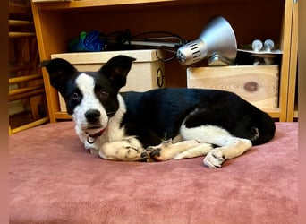 ❤️Fido, kleiner Border-Mix 7 Mon., mit großem Herzen sucht seine Familie! ❤️Fido, kleiner Border-Mix 7 Mon., mit großem Herzen sucht seine Familie!