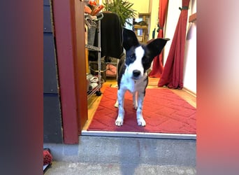 ❤️Fido, kleiner Border-Mix 7 Mon., mit großem Herzen sucht seine Familie! ❤️Fido, kleiner Border-Mix 7 Mon., mit großem Herzen sucht seine Familie!