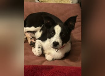 ❤️Fido, kleiner Border-Mix 7 Mon., mit großem Herzen sucht seine Familie! ❤️Fido, kleiner Border-Mix 7 Mon., mit großem Herzen sucht seine Familie!