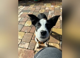 ❤️Fido, kleiner Border-Mix 7 Mon., mit großem Herzen sucht seine Familie! ❤️Fido, kleiner Border-Mix 7 Mon., mit großem Herzen sucht seine Familie!