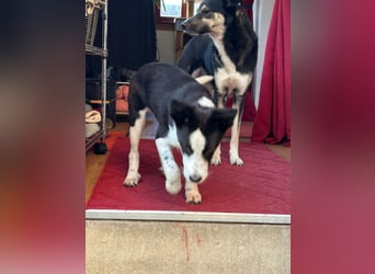 ❤️Fido, kleiner Border-Mix 7 Mon., mit großem Herzen sucht seine Familie! ❤️Fido, kleiner Border-Mix 7 Mon., mit großem Herzen sucht seine Familie!