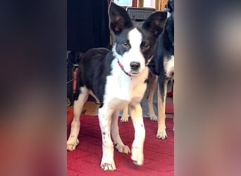 ❤️Fido, kleiner Border-Mix 7 Mon., mit großem Herzen sucht seine Familie! ❤️Fido, kleiner Border-Mix 7 Mon., mit großem Herzen sucht seine Familie!