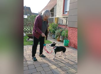 ❤️Fido, kleiner Border-Mix 7 Mon., mit großem Herzen sucht seine Familie! ❤️Fido, kleiner Border-Mix 7 Mon., mit großem Herzen sucht seine Familie!