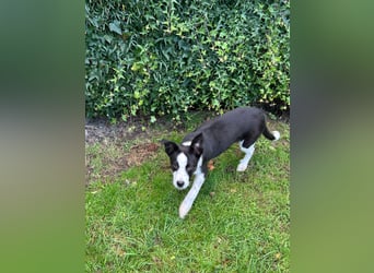 ❤️Fido, kleiner Border-Mix 7 Mon., mit großem Herzen sucht seine Familie! ❤️Fido, kleiner Border-Mix 7 Mon., mit großem Herzen sucht seine Familie!