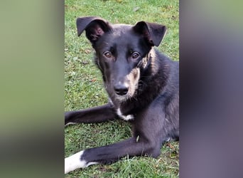 Border Collie Mix Elly sucht sportliche Menschen
