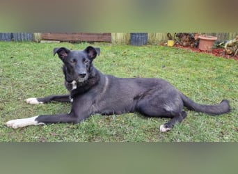 Border Collie Mix Elly sucht sportliche Menschen