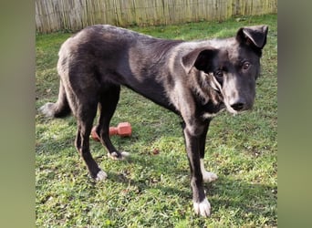 Border Collie Mix Elly sucht sportliche Menschen