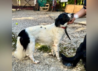 Garik – ein Border Collie sucht den Menschen, der ihm Halt gibt