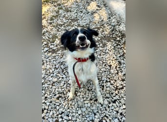 Garik – ein Border Collie sucht den Menschen, der ihm Halt gibt