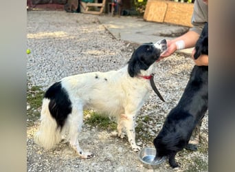 Garik – ein Border Collie sucht den Menschen, der ihm Halt gibt