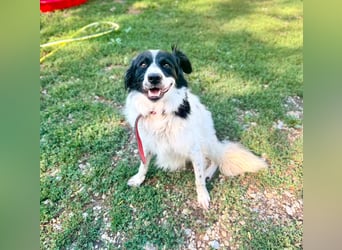 Garik – ein Border Collie sucht den Menschen, der ihm Halt gibt