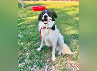 Garik – ein Border Collie sucht den Menschen, der ihm Halt gibt