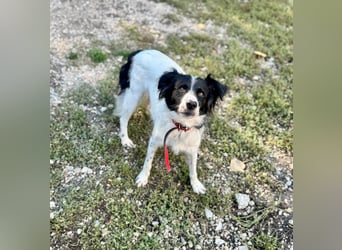 Garik – ein Border Collie sucht den Menschen, der ihm Halt gibt