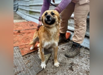 VIKTOR ca. 18 mon. Collie-Mix-Teenager sucht aktive Familie