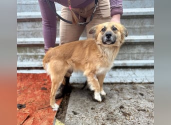 VIKTOR ca. 18 mon. Collie-Mix-Teenager sucht aktive Familie