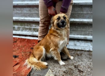 VIKTOR ca. 18 mon. Collie-Mix-Teenager sucht aktive Familie