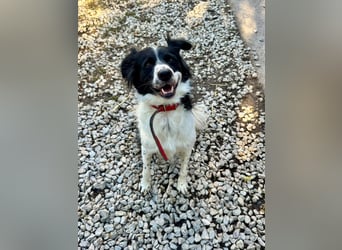 Garik – ein Border Collie sucht den Menschen, der ihm Halt gibt