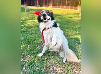 Garik – ein Border Collie sucht den Menschen, der ihm Halt gibt
