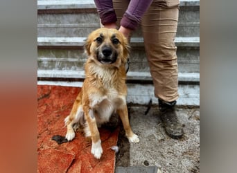 VIKTOR ca. 18 mon. Collie-Mix-Teenager sucht aktive Familie