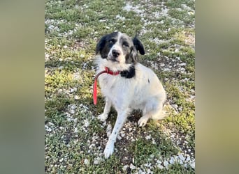 Garik – ein Border Collie sucht den Menschen, der ihm Halt gibt