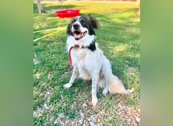 Garik – ein Border Collie sucht den Menschen, der ihm Halt gibt