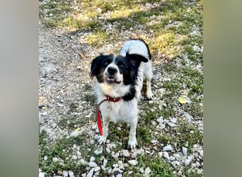 Garik – ein Border Collie sucht den Menschen, der ihm Halt gibt