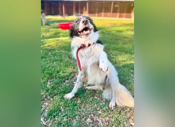 Garik – ein Border Collie sucht den Menschen, der ihm Halt gibt