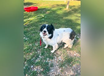 Garik – ein Border Collie sucht den Menschen, der ihm Halt gibt