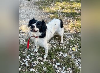 Garik – ein Border Collie sucht den Menschen, der ihm Halt gibt