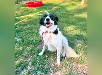 Garik – ein Border Collie sucht den Menschen, der ihm Halt gibt