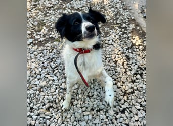 Garik – ein Border Collie sucht den Menschen, der ihm Halt gibt